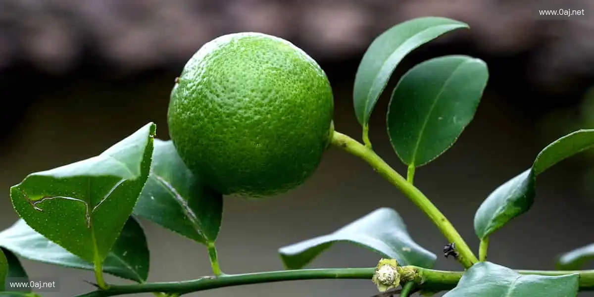 珍藏热爱,把赛场记忆带回家📸🎁